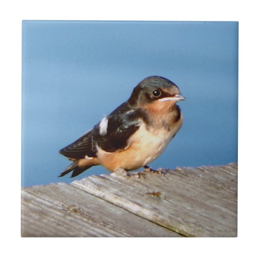 Barn Swallow-tegel Tegeltje (Voorkant)