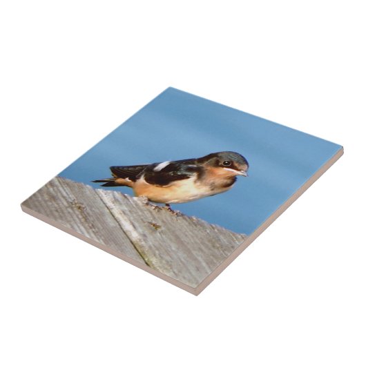 Barn Swallow-tegel Tegeltje (Zijkant)