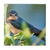 Barn swallow tegeltje (Voorkant)