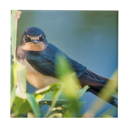 Barn swallow tegeltje (Voorkant)