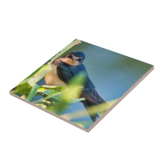 Barn swallow tegeltje (Zijkant)