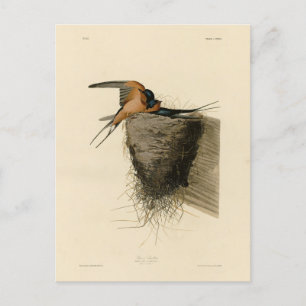 Barn Swallow van Audubon's Birds of America Briefkaart