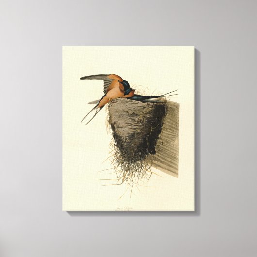 Barn Swallow van Audubon's Birds of America Canvas Afdruk (Voorkant)