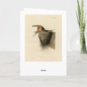 Barn Swallow van Audubon's Birds of America Kaart (Achterkant)