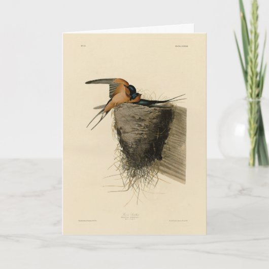 Barn Swallow van Audubon's Birds of America Kaart (Voorkant)