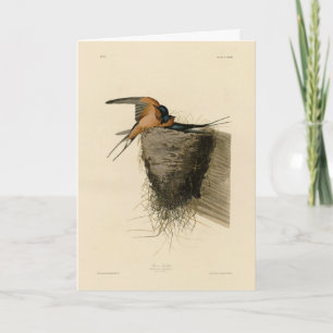 Barn Swallow van Audubon's Birds of America Kaart