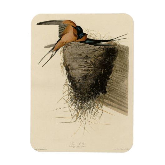 Barn Swallow van Audubon's Birds of America Magneet (Verticaal)