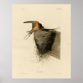 Barn Swallow van Audubon's Birds of America Poster (Voorkant)