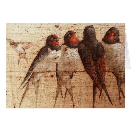 Barn Swallows (Voorkant Horizontaal)