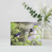 Barn Swallows Briefkaart (Staand voorkant)