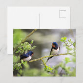 Barn Swallows Briefkaart (Voorkant / Achterkant)