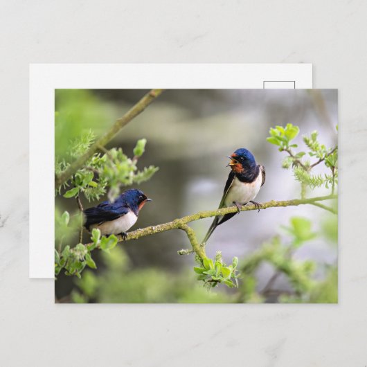 Barn Swallows Briefkaart (Voorkant / Achterkant)
