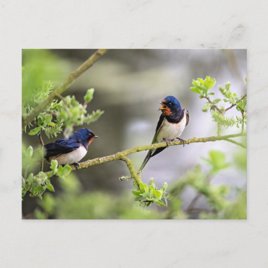 Barn Swallows Briefkaart (Voorkant)