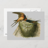 Barn Swallows Briefkaart (Voorkant / Achterkant)