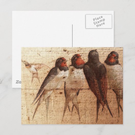 Barn Swallows Briefkaart (Voorkant / Achterkant)