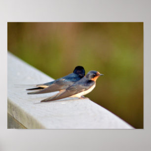 Barn Swallows Poster