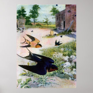 Barn Swallows vliegen rond oude gebouwen Poster