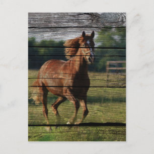 Barn Woodgrain Country Ranch Galloping Brown Horse Briefkaart