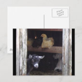 Barn Yard-postkaarten Briefkaart (Voorkant / Achterkant)