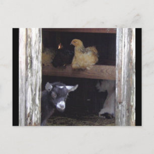 Barn Yard-postkaarten Briefkaart