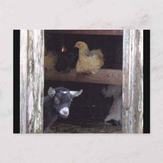 Barn Yard-postkaarten Briefkaart (Voorkant)