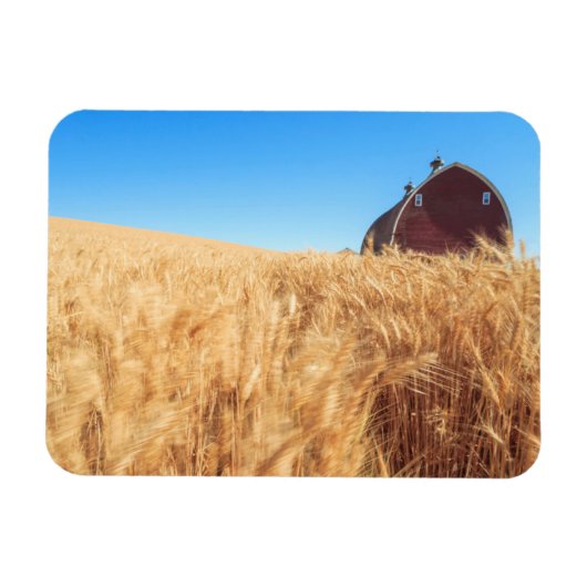 Barn, zomertarwevelden nabij Spraag, Oost-2 Magneet (Horizontaal)