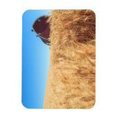 Barn, zomertarwevelden nabij Spraag, Oost-2 Magneet (Verticaal)