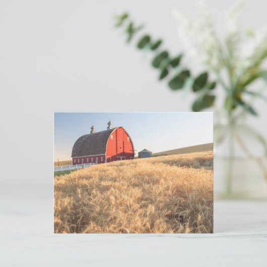 Barn, zomertarwevelden nabij Spraag, oostelijk dee Briefkaart (Staand voorkant)