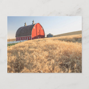 Barn, zomertarwevelden nabij Spraag, oostelijk dee Briefkaart