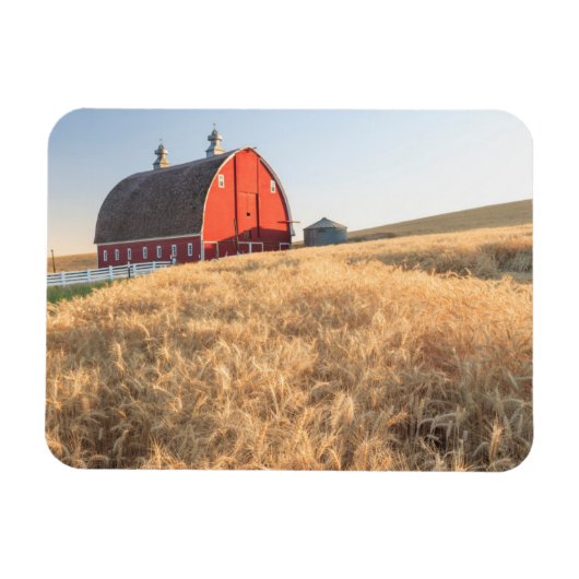 Barn, zomertarwevelden nabij Spraag, oostelijk dee Magneet (Horizontaal)