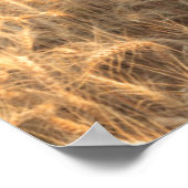 Barn, zomertarwevelden nabij Spraag, oostelijk dee Poster (Hoek)