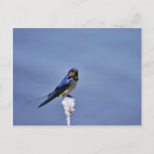Barn-zwaluw Briefkaart (Voorkant)