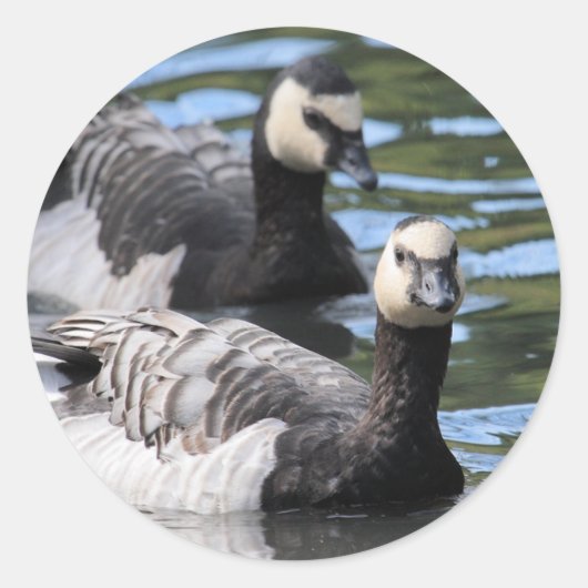 Barnacle Duet Ronde Sticker (Voorkant)