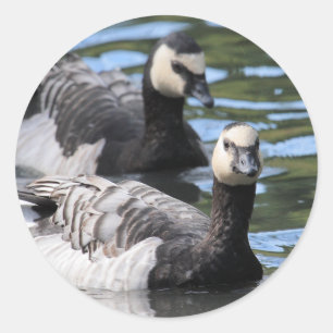 Barnacle Duet Ronde Sticker