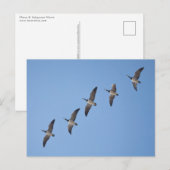 Barnacle Geese Briefkaart (Voorkant / Achterkant)