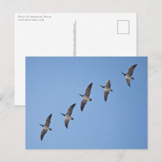 Barnacle Geese Briefkaart (Voorkant / Achterkant)