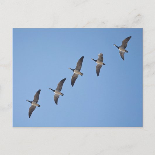 Barnacle Geese Briefkaart (Voorkant)