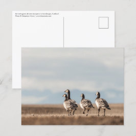 Barnacle Geese Natuur Foto Briefkaart