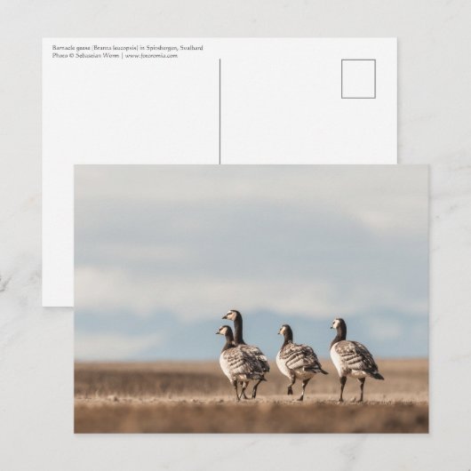 Barnacle Geese Natuur Foto Briefkaart (Voorkant / Achterkant)