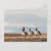Barnacle Geese Natuur Foto Briefkaart (Voorkant)