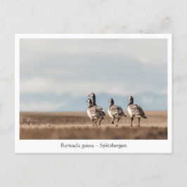 Barnacle Geese Natuur Foto Briefkaart