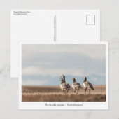 Barnacle Geese Natuur Foto Briefkaart (Voorkant / Achterkant)