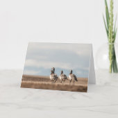 Barnacle Geese Natuur Foto Kaart (Voorkant)