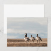 Barnacle Geese Natuur Fotokaart (Voorkant / Achterkant)