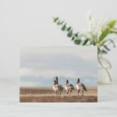 Barnacle Geese Natuur Fotokaart (Staand voorkant)