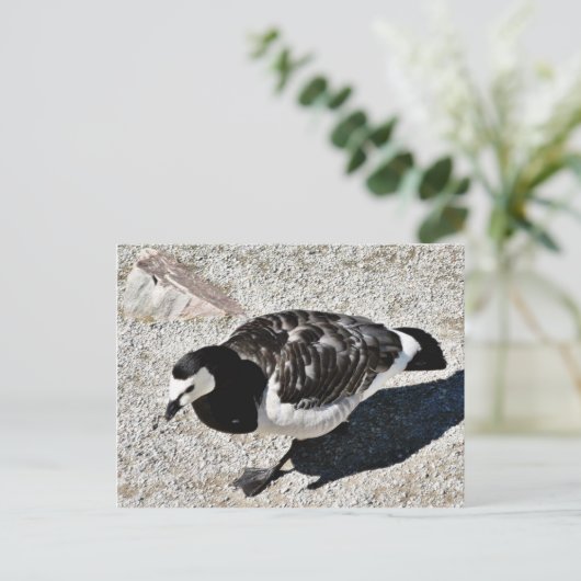 Barnacle Goose Animal Briefkaart (Staand voorkant)