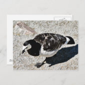 Barnacle Goose Animal Briefkaart (Voorkant / Achterkant)