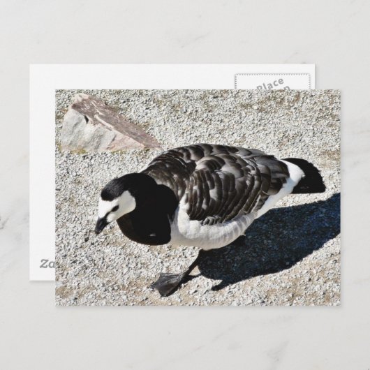 Barnacle Goose Animal Briefkaart (Voorkant / Achterkant)