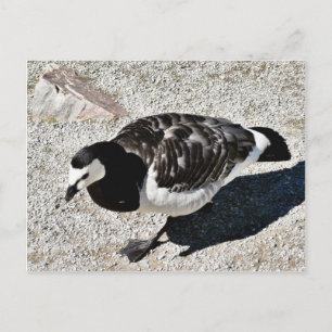 Barnacle Goose Animal Briefkaart