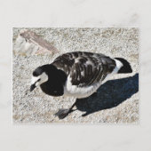 Barnacle Goose Animal Briefkaart (Voorkant)